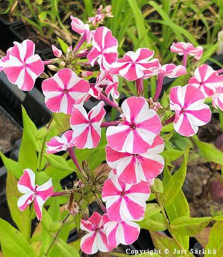 Phlox paniculata 'Peppermint Twist', syysleimu